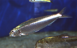 Euro Marée spécialiste de la sardine