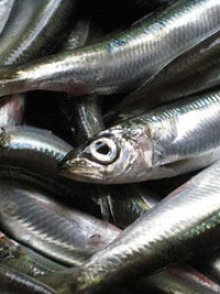 Euro Marée spécialiste de la sardine
